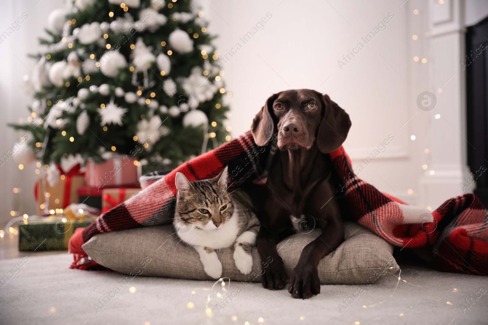 Photo of Cute cat and dog covered with plaid in room decorated for Christmas