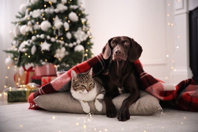 Cute cat and dog covered with plaid in room decorated for Christmas