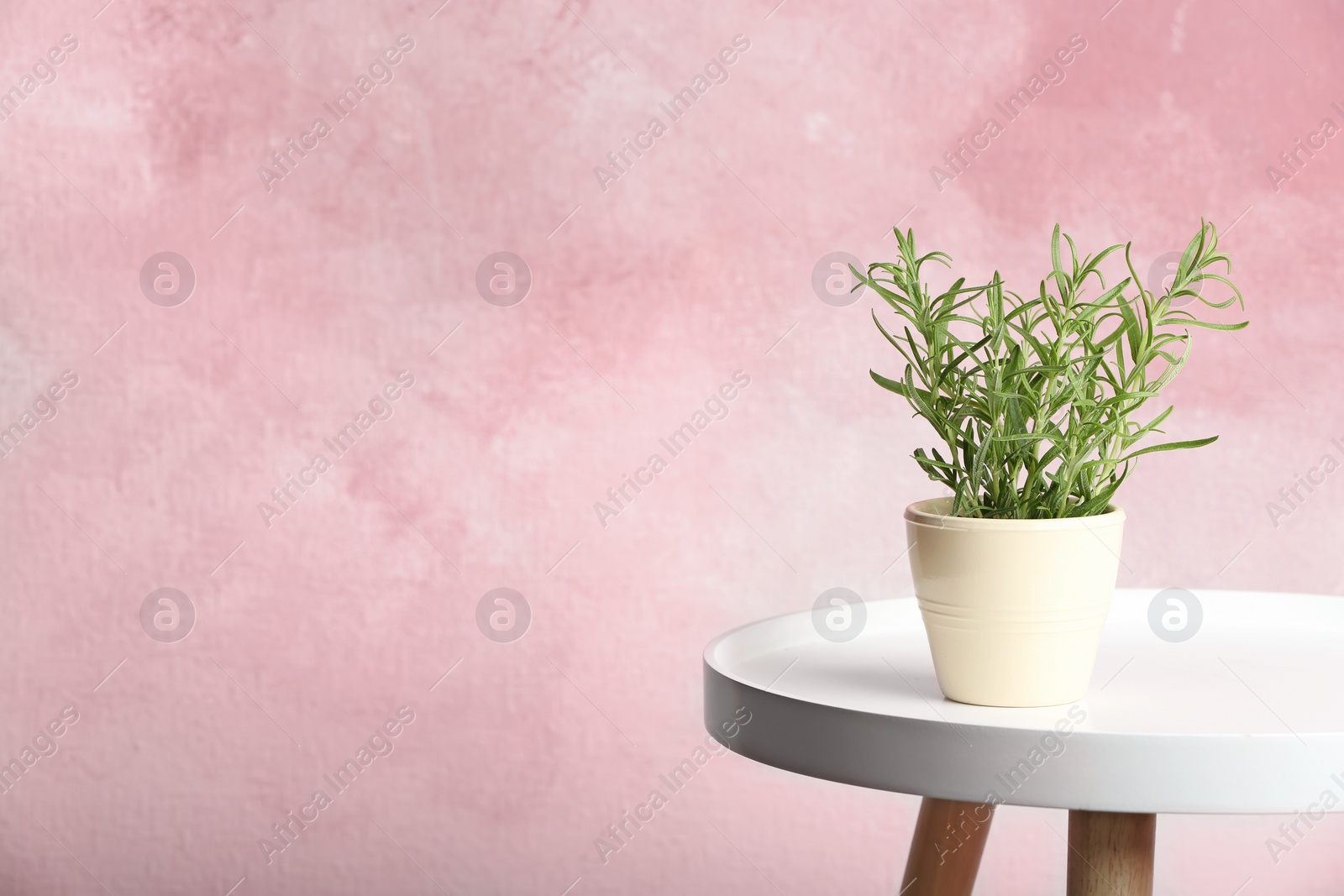 Photo of Pot with fresh rosemary on table against color background