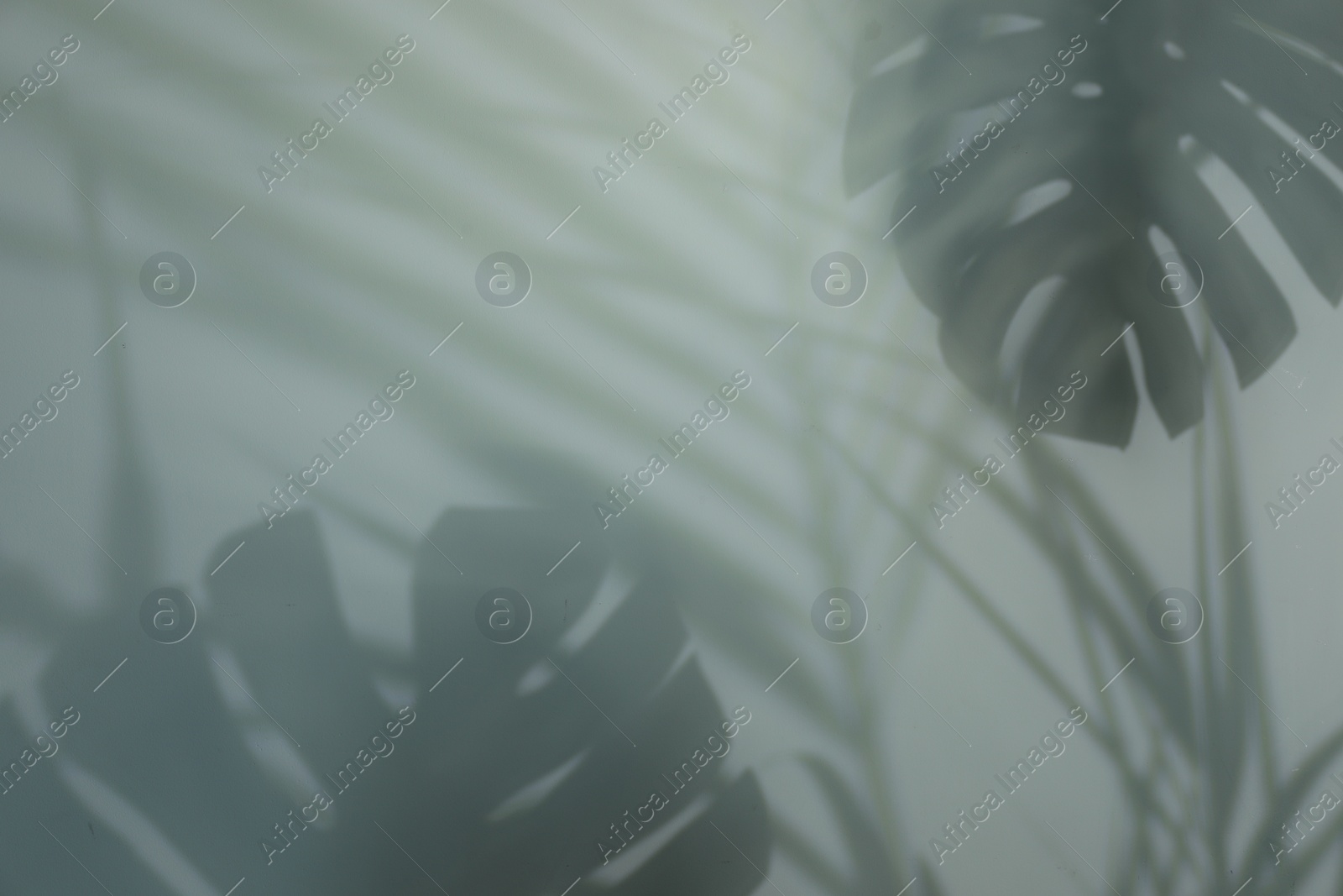 Photo of Shadow of tropical plants on light background