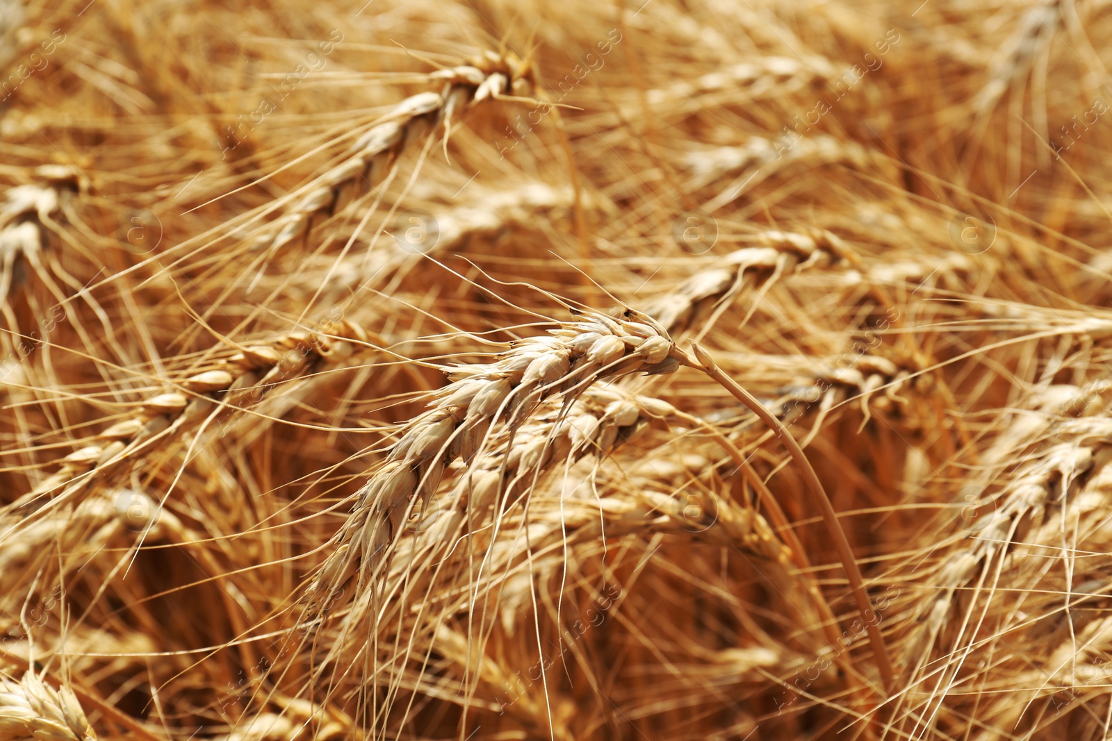 Photo of Ripe wheat spikes in agricultural field, closeup