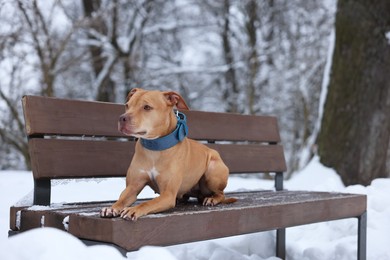 Photo of Cute dog on bench in snowy park