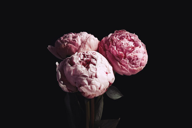 Photo of Beautiful fresh peonies on black background. Floral card design with dark vintage effect