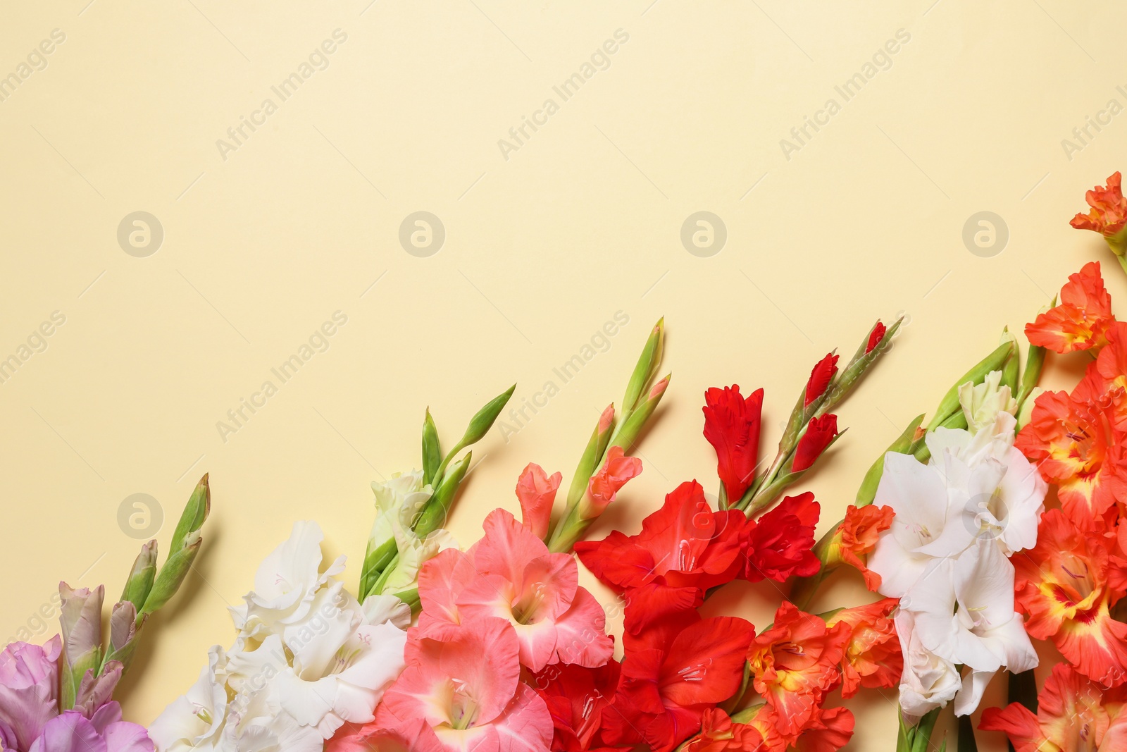 Photo of Flat lay composition with beautiful gladiolus flowers on yellow background. Space for text