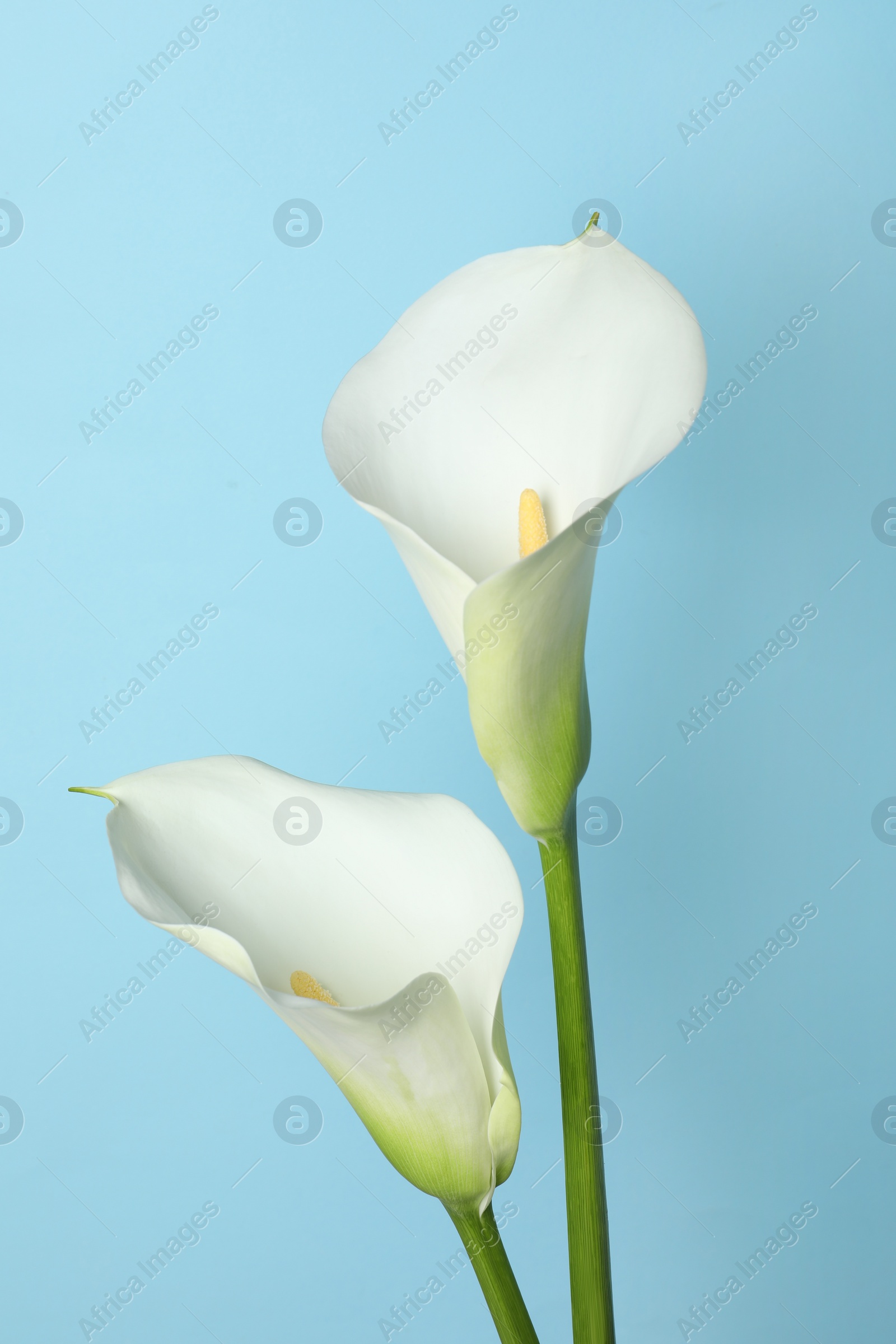 Photo of Beautiful calla lily flowers on light blue background