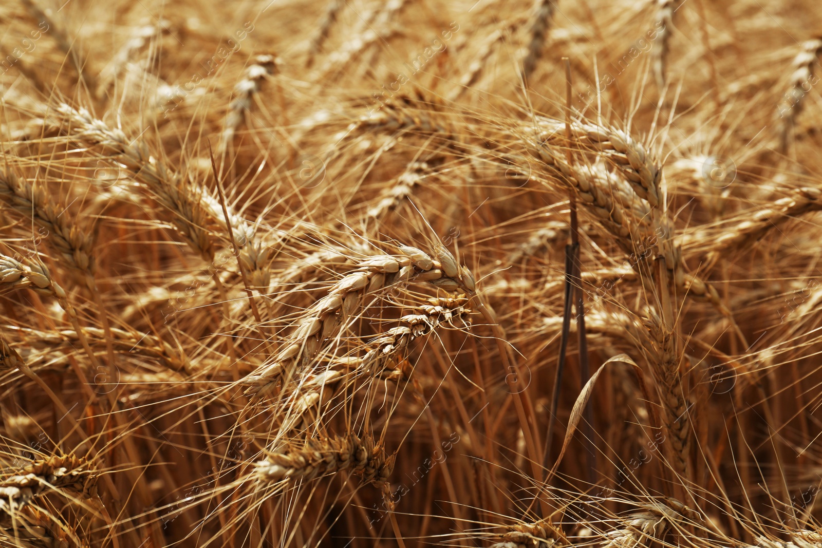 Photo of Ripe wheat spikes in agricultural field, closeup