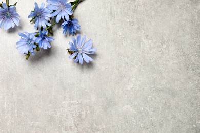 Beautiful chicory flowers on light grey background, flat lay. Space for text