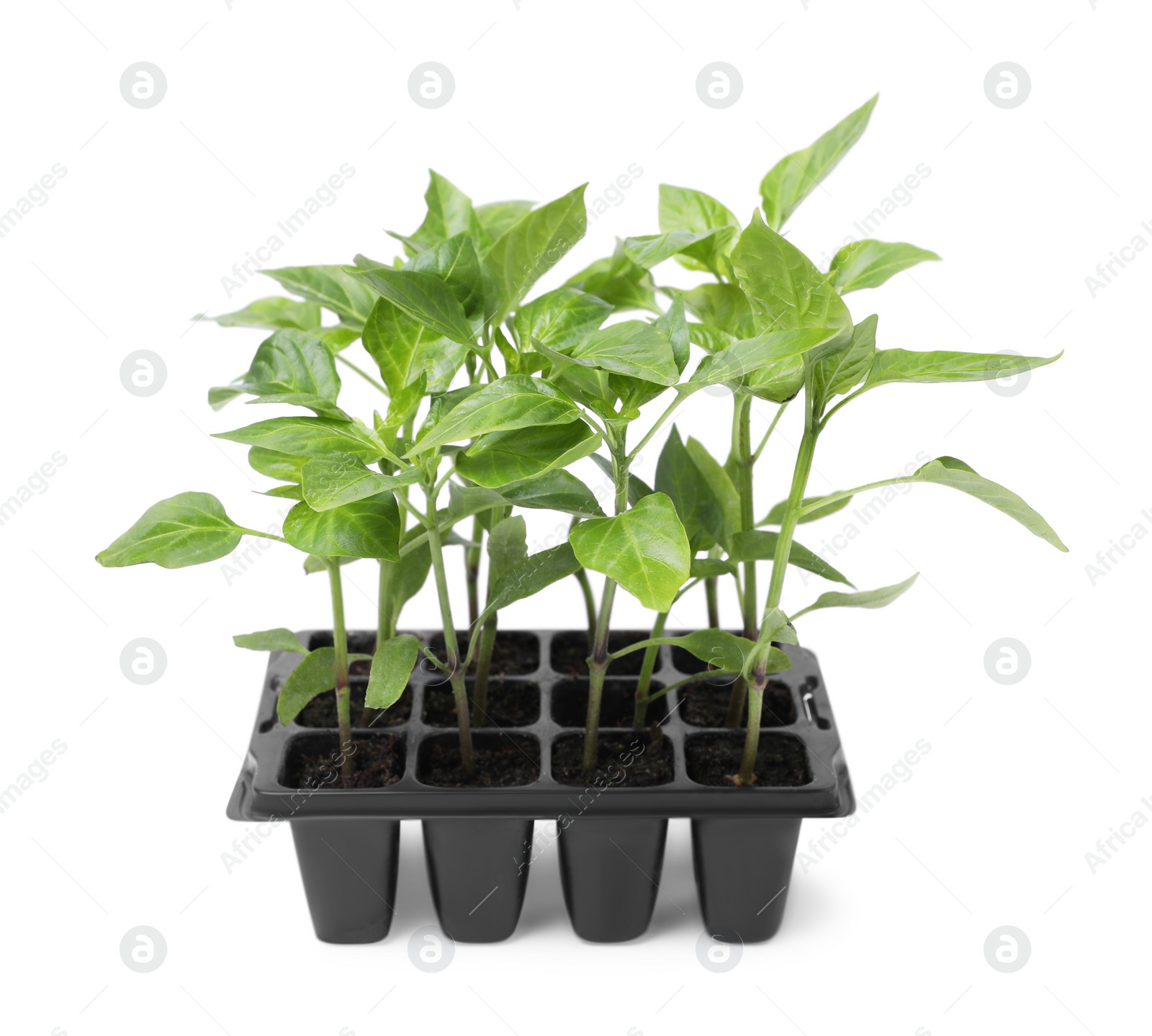 Photo of Seedlings growing in plastic container with soil isolated on white. Gardening season