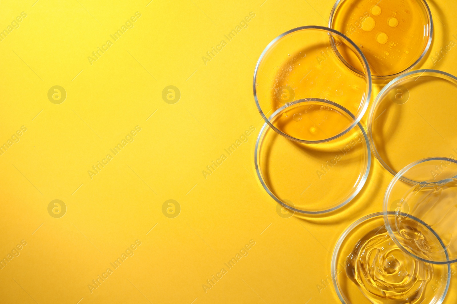 Photo of Petri dishes with liquids on orange background, flat lay. Space for text