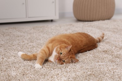 Photo of Cute ginger cat lying on carpet at home