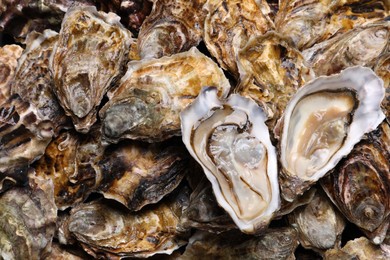 Photo of Fresh raw oysters as background, top view