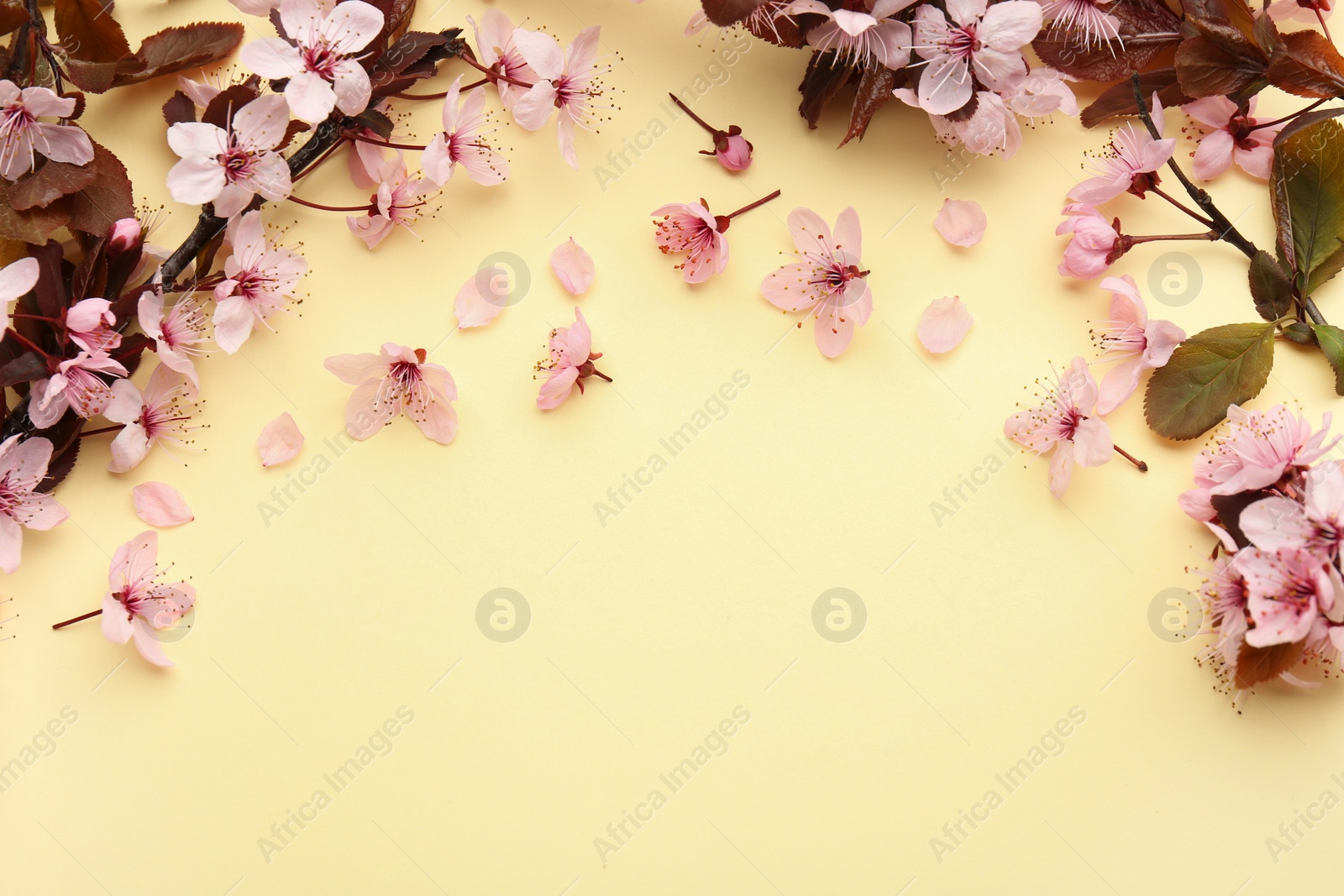 Photo of Spring tree branches with beautiful blossoms, flowers and petals on yellow background, flat lay. Space for text