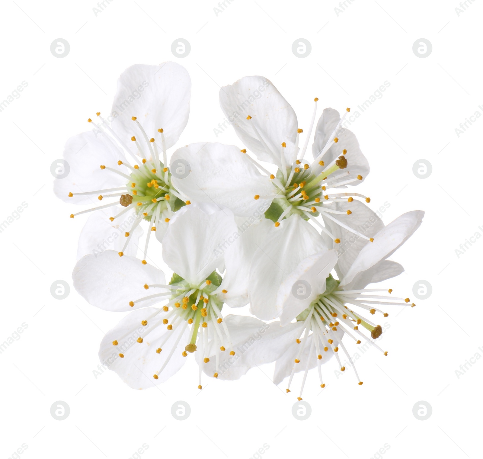 Photo of Beautiful spring tree blossoms isolated on white