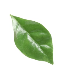 Fresh green leaf of coffee plant on white background