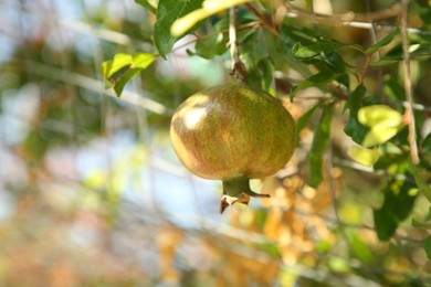 Photo of Unripe pomegranate growing on tree outdoors, closeup