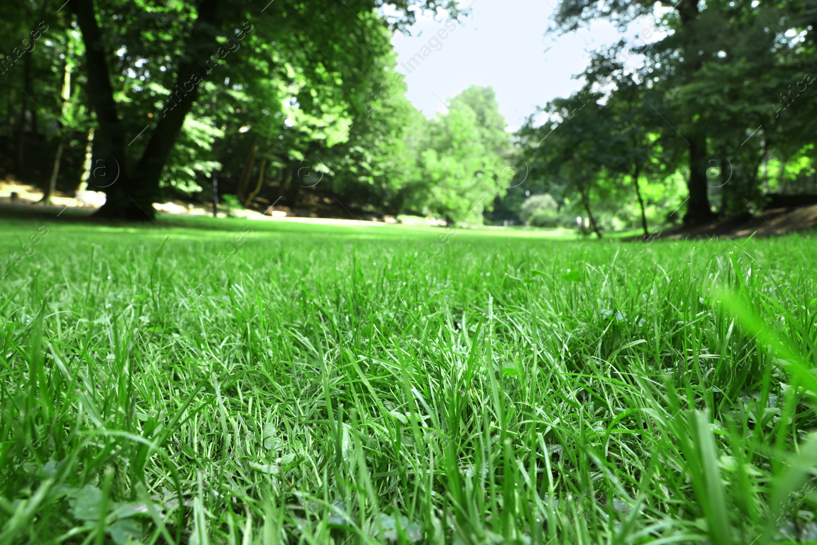 Photo of Fresh green grass growing in summer park