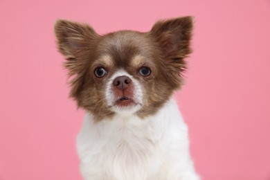 Photo of Adorable Chihuahua dog on pink background. Lovely pet