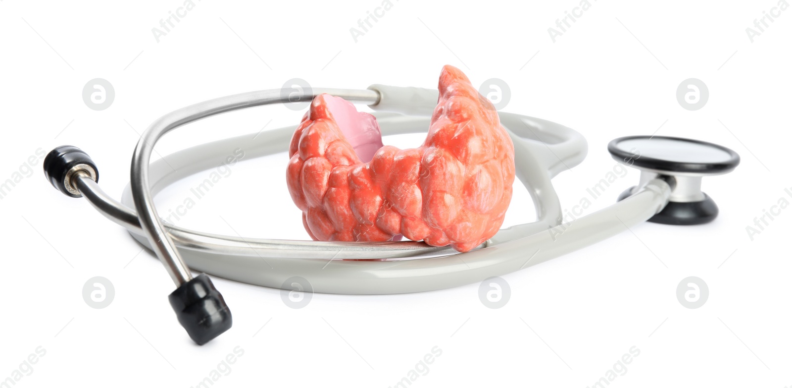 Photo of Plastic model of afflicted thyroid and stethoscope on white background