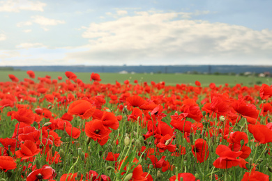 Photo of Beautiful red poppy flowers growing in field