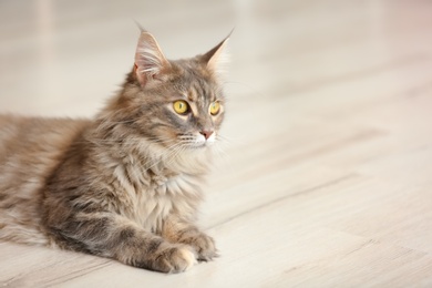 Adorable Maine Coon cat on floor at home. Space for text