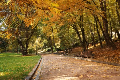Photo of Pathway, benches, fallen leaves and trees in beautiful park on autumn day