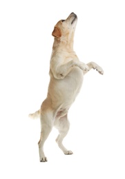 Photo of Yellow labrador retriever jumping on white background