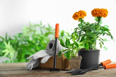 Photo of Plants and gardening tools on wooden table