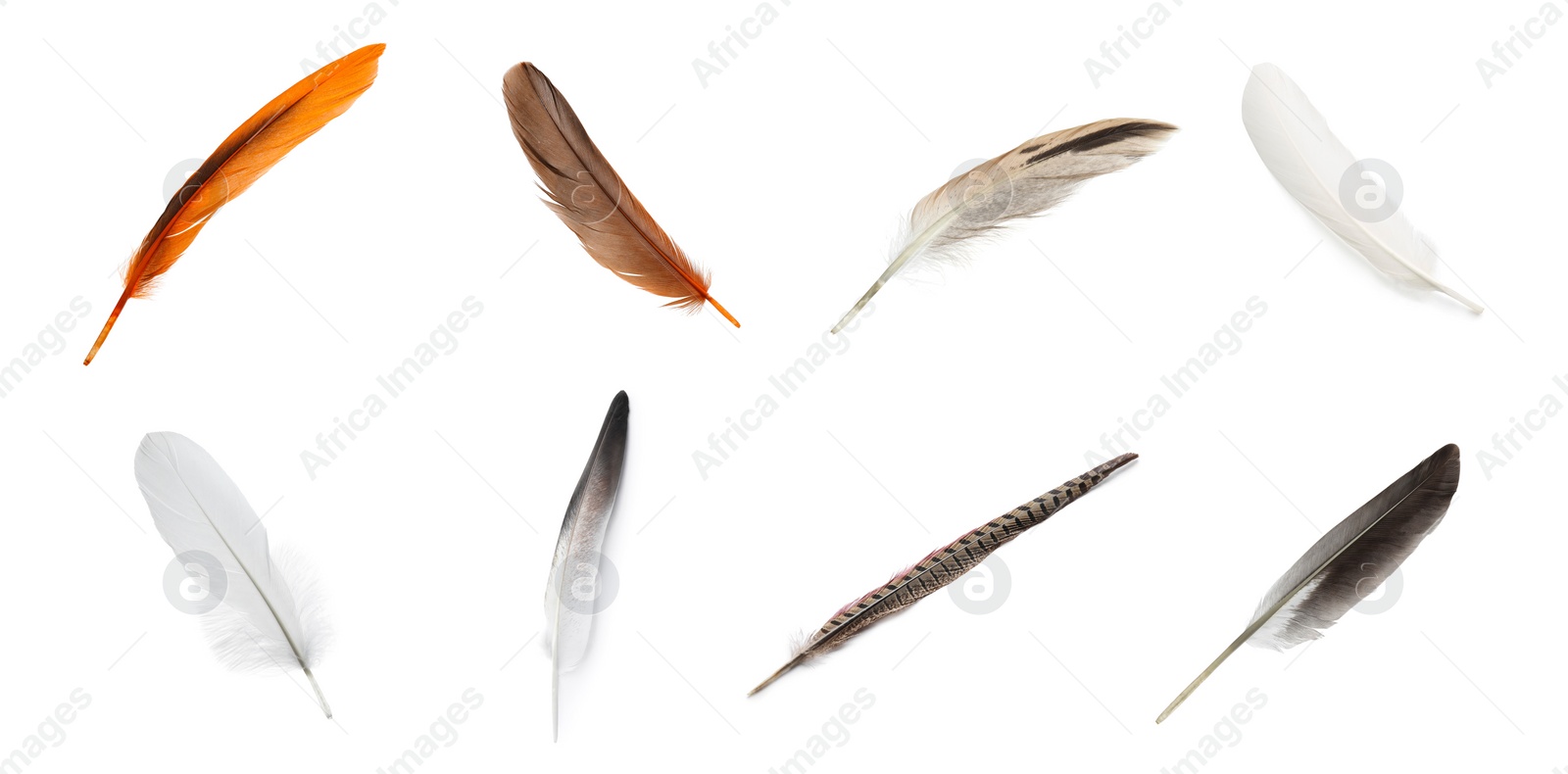 Image of Set with different beautiful feathers on white background