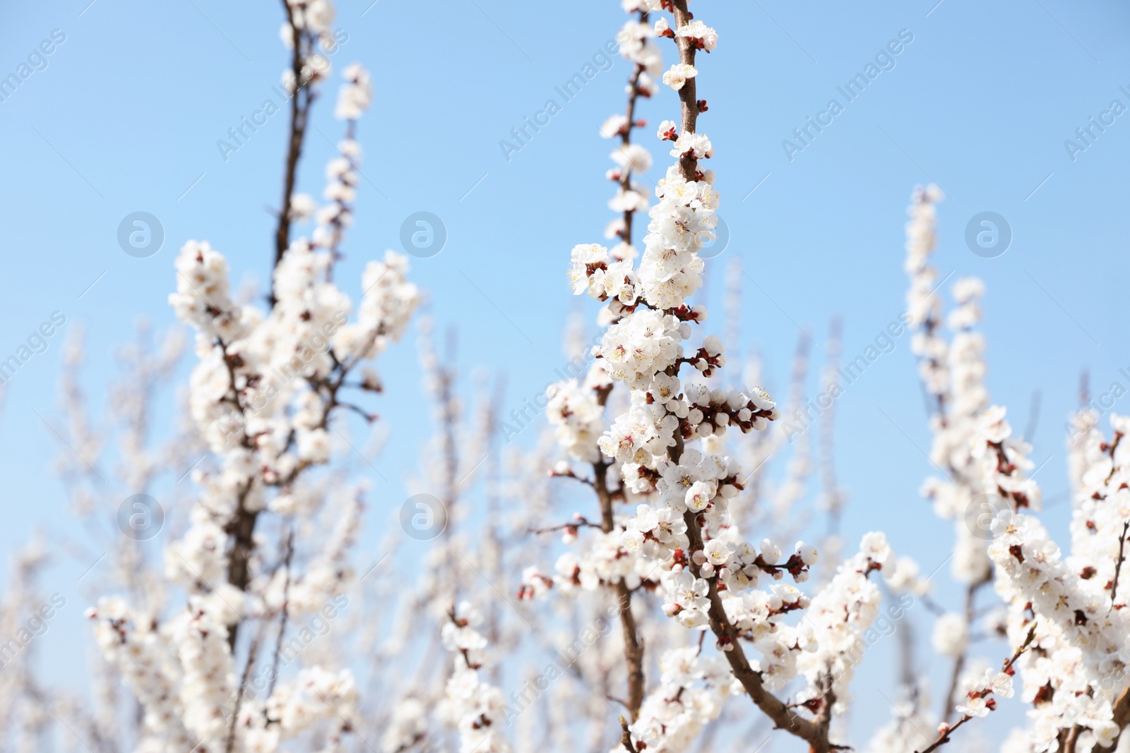 Photo of Beautiful apricot tree branches with tiny tender flowers against blue sky, space for text. Awesome spring blossom