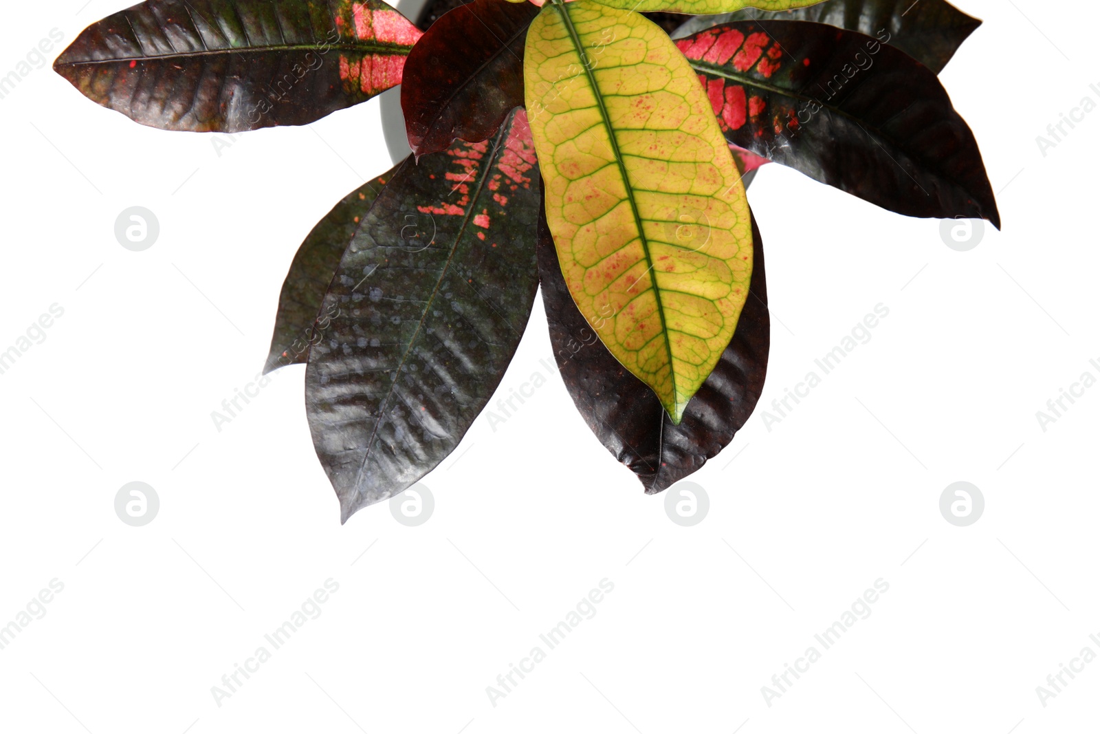 Photo of Pot with Croton home plant on white background, top view