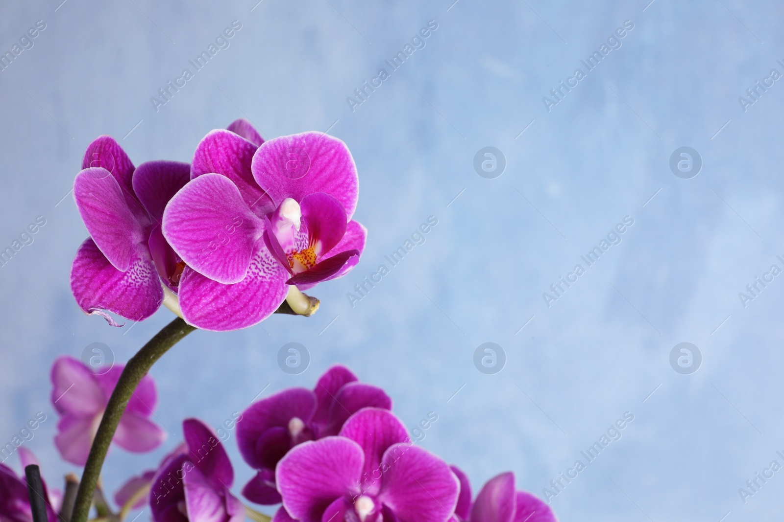 Photo of Beautiful blooming orchid on blue background. Space for text