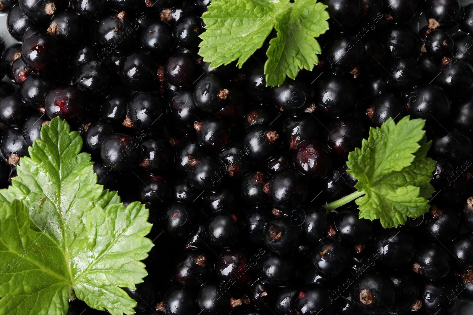 Photo of Many ripe blackcurrants and leaves as background, closeup