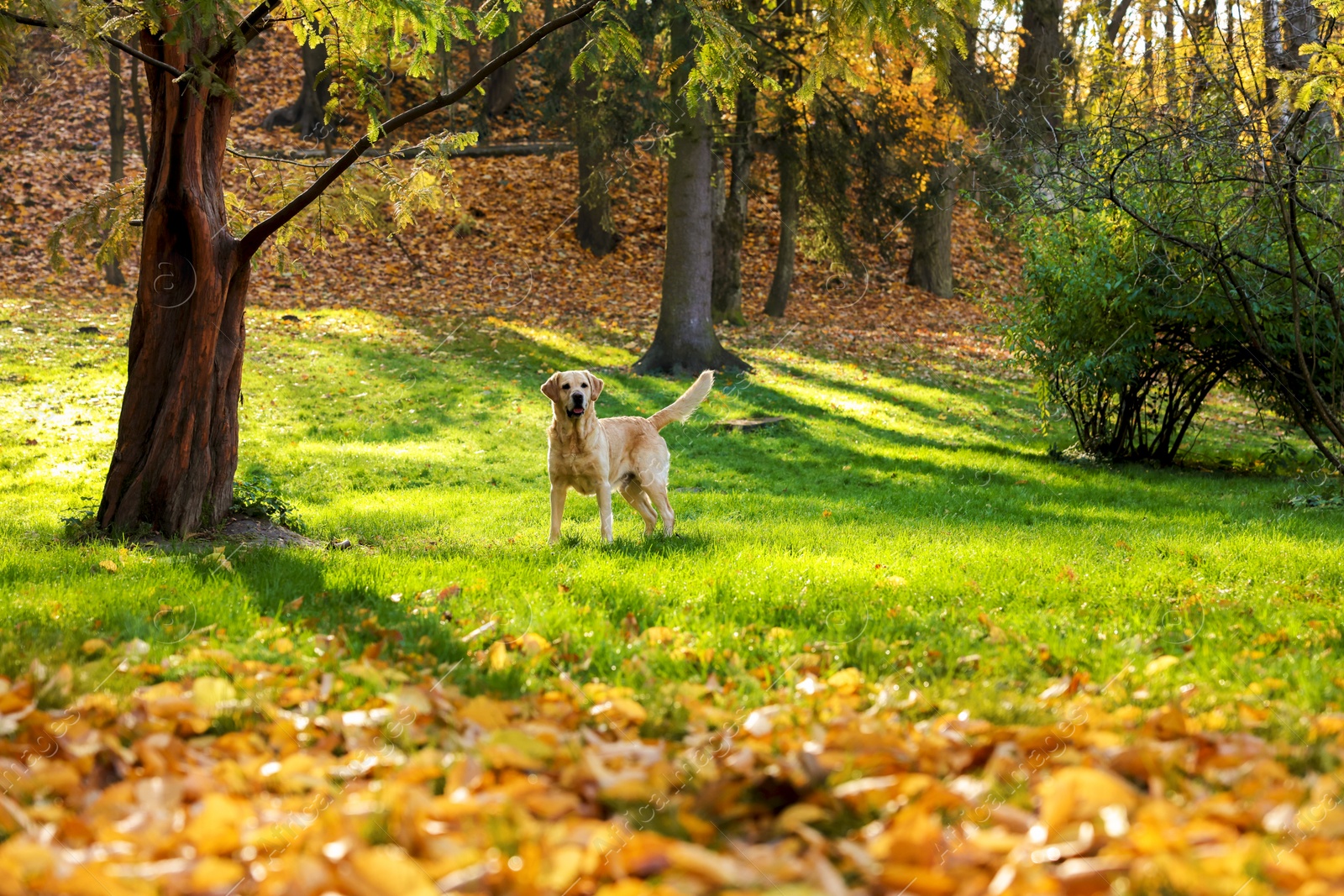 Photo of Cute Labrador Retriever dog on green grass in sunny autumn park