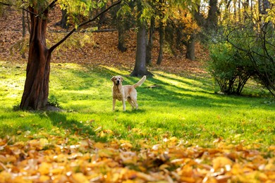 Cute Labrador Retriever dog on green grass in sunny autumn park