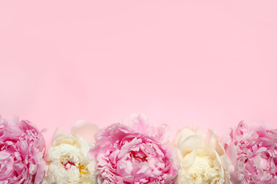 Photo of Beautiful fresh peonies on pink background, flat lay. Space for text
