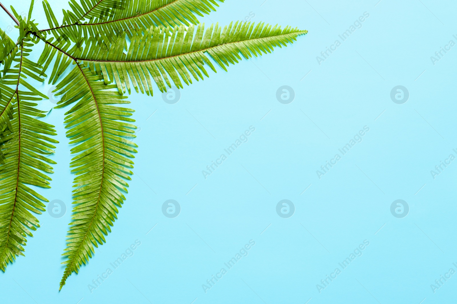 Photo of Tropical Umbrella Fern leaves on color background, top view