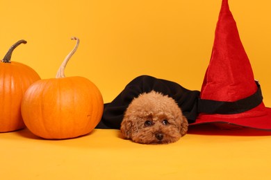 Photo of Cute Maltipoo dog with hat and pumpkins dressed in Halloween costume on orange background