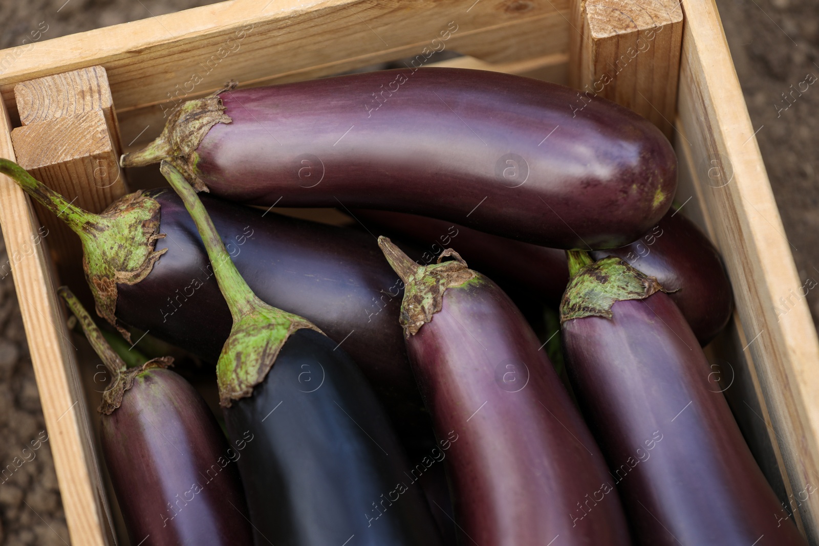 Photo of Ripe eggplants in wooden crate outdoors, closeup