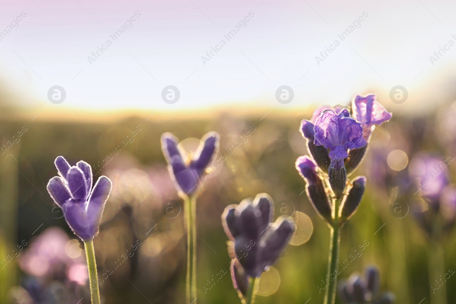 Photo of Beautiful lavender flowers in field on sunny day