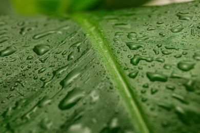 Photo of Fresh green banana leaf with water drops as background, closeup. Tropical foliage