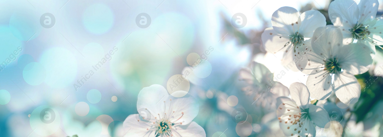 Image of Beautiful cherry tree with tender flowers. Amazing spring blossom