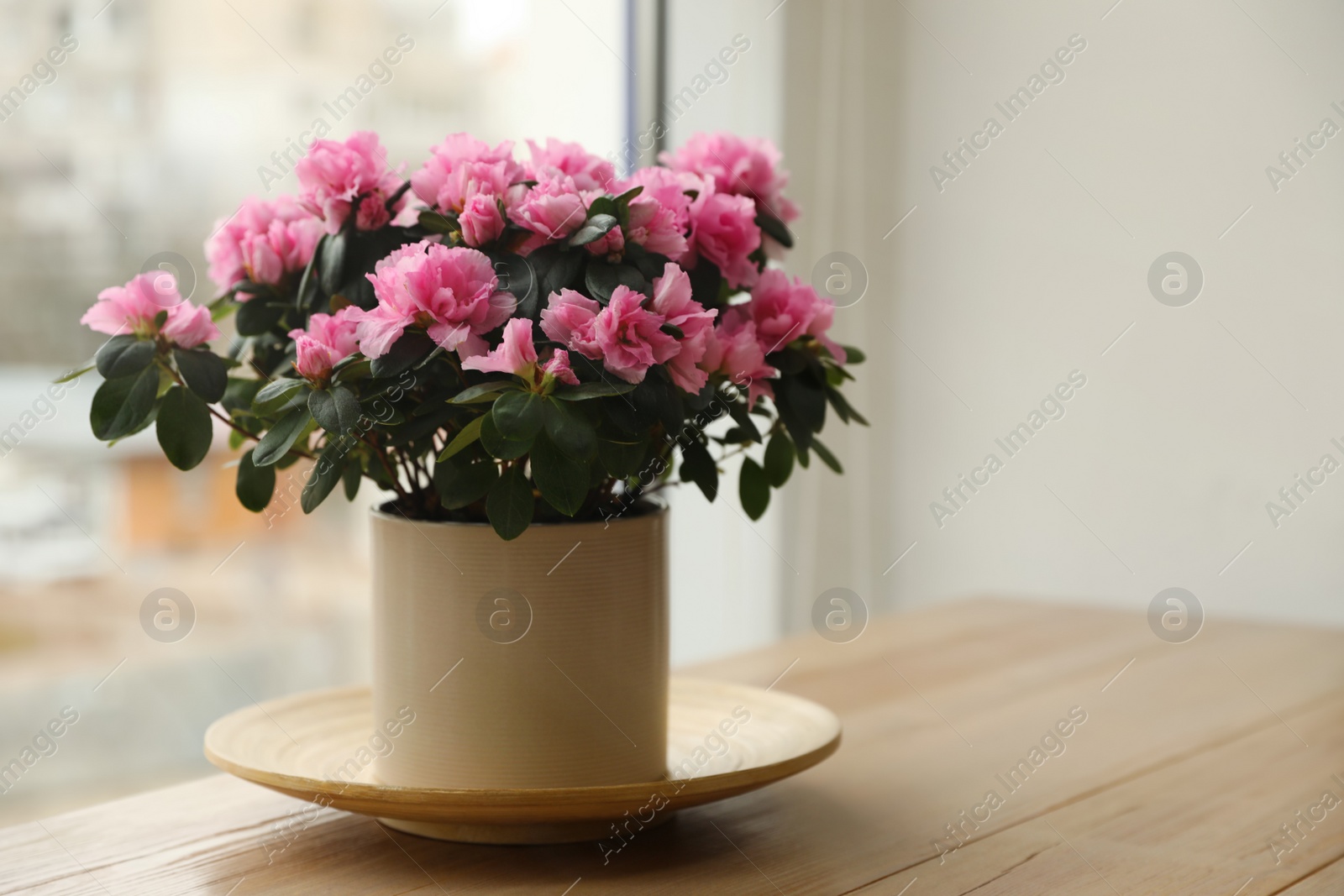 Photo of Beautiful house plant on wooden table near window. Space for text