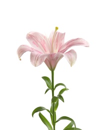 Photo of Beautiful blooming lily flower on white background
