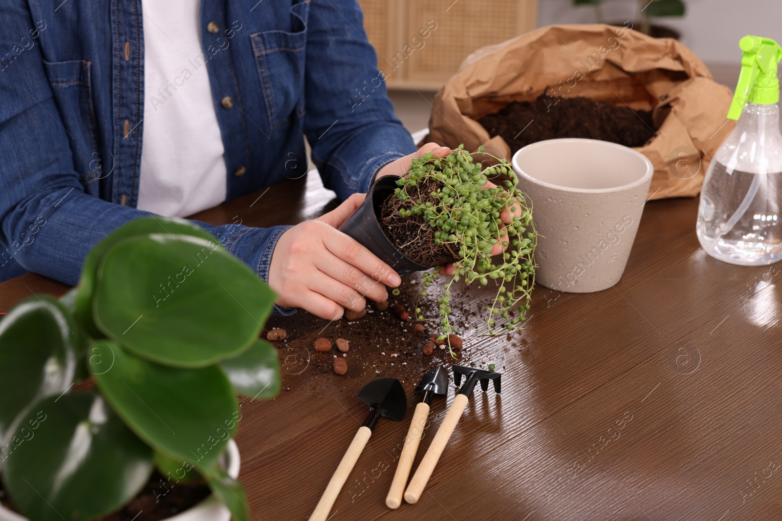 Photo of Woman transplanting houseplant into new pot at wooden table indoors, closeup