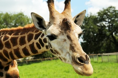 Photo of Beautiful spotted African giraffe in safari park, closeup
