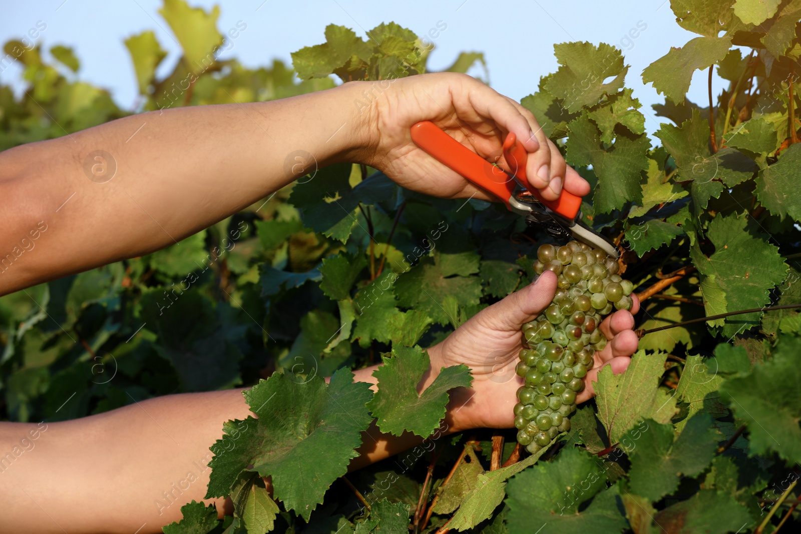 Photo of Man cutting bunch of fresh ripe juicy grapes with pruner outdoors, closeup