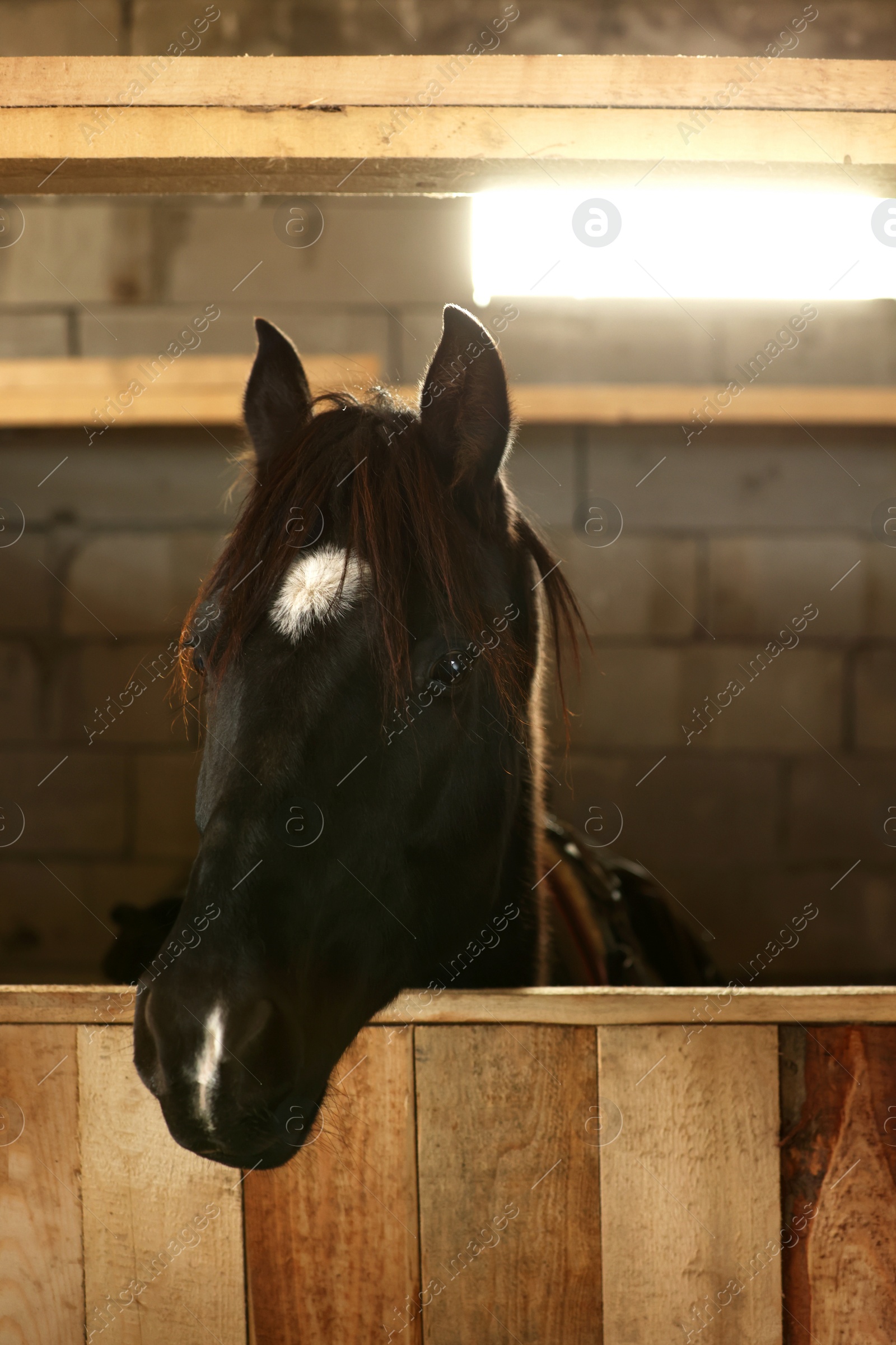 Photo of Adorable black horse in wooden stable. Lovely domesticated pet