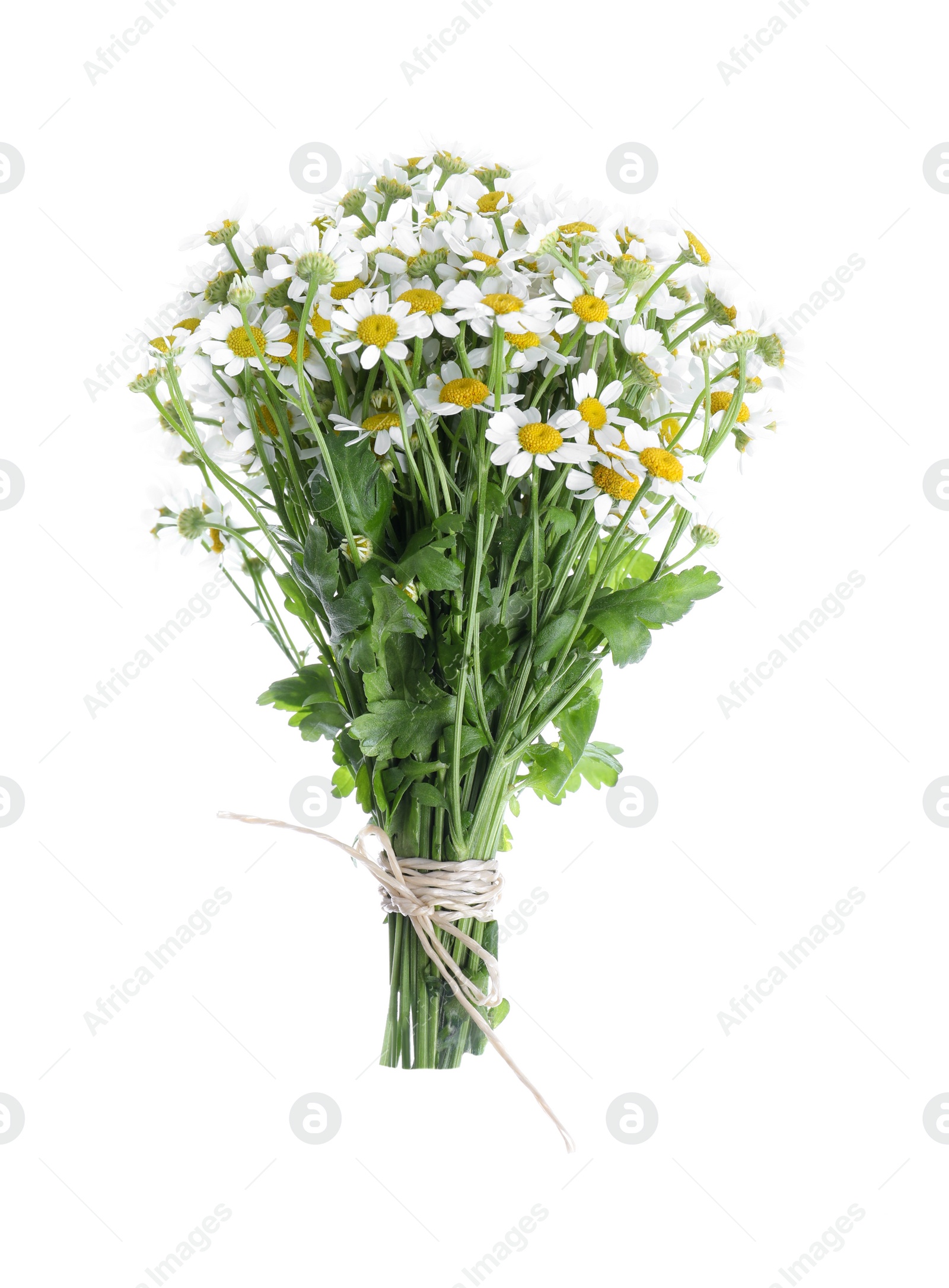 Photo of Beautiful fresh chamomile bouquet isolated on white