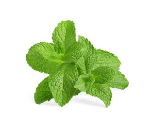 Fresh mint plant with green leaves isolated on white