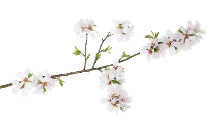 Beautiful blossoming tree branch with flowers isolated on white. Spring season